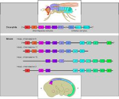 180 nucleotide gene sequence within homeotic & developmental genes; widely conserved in animals
a)	Hox genes determine the form, number, and evolution of repeating parts such as the number and type of vertebrae in vertebrates