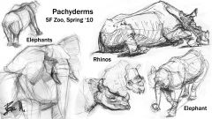 group of animal spp that share the same level or organizational complexity
Example: pachyderms (extinct and extant)