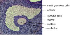 1. follicular cells forming the wall of the antrum
- remain behind in ovary after ovulation
- form granulosa lutein cells of corpus luteum

2. complex made of the occyte and follicular cells immediatly surrounding it.
- project into antrum

