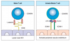 -change homing receptors. L-selectin expression lost, VLA-4 increased.
-VLA-4 interacts with VCAM-1 on vascular endothelium. VCAM-1 induced by proinflammatory cytokines produced by infected tissue. Activated T cells then enter infected tissue sit...