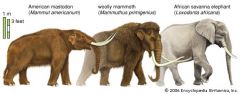 set of morphological traits that define a grade, integrated into a functional whole (organism)
example: mammoth and mastodon