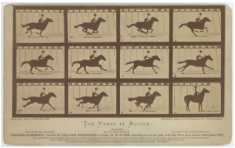 The Horse in Motion. Eadweard Muybridge. 1878 C.E. Albumen print.