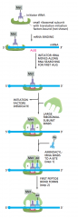 Initiation factors are proteins that bind to the small subunit of the ribosome during the initiation of translation, a part of protein biosynthesis

-the only charged initiator tRNA is capable of binding tightly to the P-site of the small ribos...