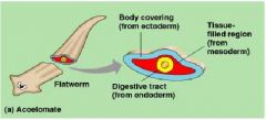 animals with no body cavity
Example: flatworms