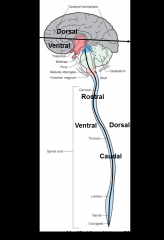rostral – toward front of brain
caudal – toward back of brain
ventral – toward bottom of brain
dorsal – toward top of brain