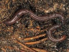 (earth worms)
i.	Chaetae: ventral bristles made of chitin
ii.	Hermaphroditic
iii.	Ingest soil and extract nutrients
iv.	Clitellum: secretes mucous cocoon that slides along the  worm picking up eggs and sperm, depositing it in soil.