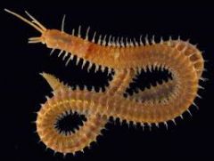 (sand worms)
i.	Each segment has a pair of parapodia that generally function in locomotion 
ii.	Each parapodium has several chaetae – more numerous than in oligochaetes
iii.	Mostly marine – planktonic, pelagic, crawlers, burrowers, tube dwe...