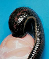 (leeches)
i.	Predatory & parasitic
ii.	Blade-like teeth/ enzymes break skin
iii.	Anesthetic/anticoagulant secreted  
iv.	Engorges itself on blood up to 10x own weight, but won’t eat again for months