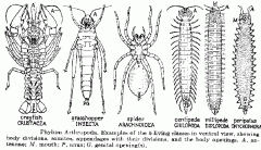 i.	Usually sexual with separate sexes
ii.	Internal fertilization; sperm is stored in the female for fertilizing one batch of eggs
iii.	Many insects mate only one in lifetime
iv.	Complete metamorphosis: larva stage, specialized for feeding, look...