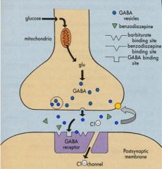 The GABA receptor system 