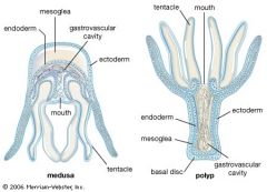 Poly p: cylindrical forms that adhere to substrate with mouths and arms up 
Example: sea anemones
Medusa: flattened, free-swimming froms with mouths and arms down
Example: jelly fish
Cnidocytes: cells designed for defense and prey capture – ...