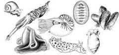 a)	Soft – bodied animals, most protected by a shell of calcium
b)	Marine, freshwater, terrestrial
c)	Includes snail, slugs, oysters, clams, octopuses, and squid