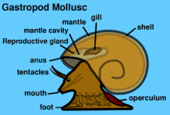 (75% of mollusks spp)
a)	Marin, freshwater, terrestrial
b)	Most with a shell and distinct head
c)	Herbivores and carnivores