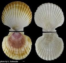 a)	Marine and freshwater
b)	Hinged shells, no distinct head
c)	Sessile filter-feeders