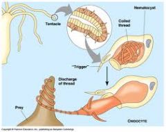 specialized cell with stinging organelle, prey capture and defense, concentrated at tentacles
-nematocyst= stinging organelle
-cnidocil=trigger cilium, signals nematocyst to  be released