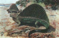 a) synapsids- mammal like reptiles that were the precursors to mammals 
1) dominant tetrapod during the Permian period
2) wiped out in Permian/ Triassic extinctions 225 mya 
ex: dimetrodon