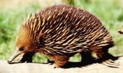 i. Echidna and platypus, found only in Australia and New Guinea
ii. Oviparous (producing eggs that mature and hatch after being expelled from the body, as birds, most reptiles and fishes, and the monotremes.), cloaca, poison spur (males) (egg lay...