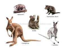 i. found in australia and n/s america
ii. higher metabolic rate than monotremes
iii. endothermic, fur, milk (females)
iv. offspring born prematurely, finish development in pouch