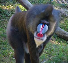 i. Africa, Asia, Madagascar 
ii. include monkeys and lemurs
iii. arboreal and ground-dwelling 
iv. diurnal (active mainly during the day)
ex: mandrill from Lion King