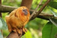 i. South America
ii. Monkeys
iii. Arboreal
iv. diurnal 
ex: golden lion tamarin