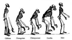 i. Africa, Indonesia
ii. include bonobos, chimpanzees, gibbons, gorillas, orangutans, humans
iii. arboreal and ground dwelling 
iv. diurnal
v. diverged from old world monkeys 25 mya
vi. long arms, short legs, no tail
vii. most are largest pr...
