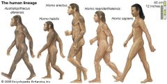 i. upright stance, bipedal
ii. reduced jaw bone and muscles 
iii. shorter digestive tract (because we eat meat and plants)
iv. largest brain among hominoids
v. language, symbolic thought, and more advanced tool use
