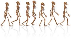 a) 10 mya hominids began to rise
b) transitional modes of locomotion evolved 
c) changes in environment led to changes in locomotion
d) bipedalism required less energy, freeing hands for other purposes