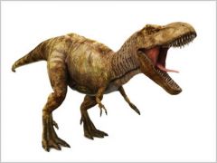 member of a clade of animals with bilateral symmetry and three germ layers 
ex: t-rex