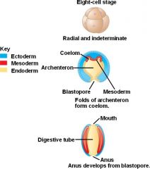 organisms in which the anus develops from the blastopore, radial cleavage occurs in the embryo, and the body cavity develops as outpockets of mesodermal tissue