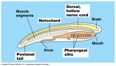 1.	Pharyngeal slits or clefts
a)	In aquatic vertebrates (sharks, fish) – gas exchanging gills
b)	In terrestrial vertebrates (reptiles, birds) – ear development and other structures in the head and neck
2.	Dorsal, hollow nerve cord: unique t...
