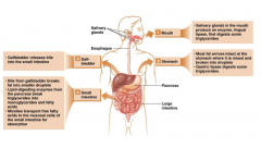 This sketch shows the details of fat digestion.  When you begin to chew a food containing fat, the salivary glands produce lingual lipase that digests some triglycerides.  The food is swallowed and arrives at the stomach where it is mixed and brok...