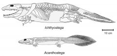 a) body plan- modified version of lobe-finned lung fish
b) adapted to aquatic/terrestrial habitats
c) most spp require water for reproduction
ex: ichthyostega