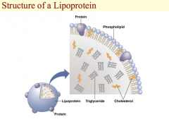 This is an illustration of a generic lipoprotein.  The water-soluble proteins are on the outside of the particle along with the phosphate portion of phospholipids and the hydroxyl groups of cholesterol.  The fat-soluble items are inside the lipopr...