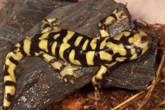 a) some spp strictly aquatic, some terrestrial
b) require water for reproduction
c) developmental metamorphosis
d) moist skin allows for gas exchange
ex: tiger salamander