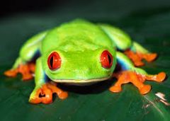 a) external fertilization 
b) eggs laid in water to prevent desiccation
c) amphibians are oviparous, ovoviviparous, or viviparous 
ex: frogs