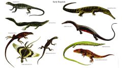 diapsids: marine reptiles, pterosaurs, and dinosaurs 
i) ornithischians: sluggish, cold blooded
ii) saurischians: active, warm blooded