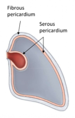Two layers of pericardium:
- Fibrous
- Serous