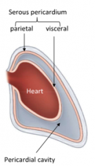 The serous pericardium comprises the parietal (outer) and visceral (inner) layers as one continous serous membrane. The cavity formed is the pericardial cavity (potential space), containing small amount of fluid to reduce friction.