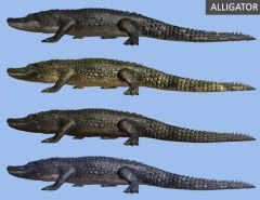 -crocodiles, alligators
a) upturned nose for aquatic existence
b) carnivorous
c) inhabit warm, aquatic habitats