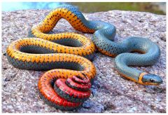 -squamate (snakes)
a) adapted to predation by chemo and heat receptors and sensitivity to vibrations
b) kill by venom or constriction