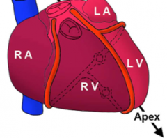 The apex of the heart is located on the left 5th intercostal space. It is formed by the left ventricle