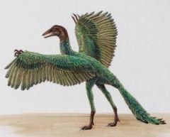 a) evolved from the theropod dinosaurs (T.Rex)
b) feathers evolved before flight (purpose)
c) archaeopteryx emeerged 150 mya