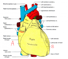 Label structures A and B on the anterior surface of the heart.