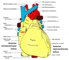 A= Anterior atrioventricular sulcus
B= Anterior interventricular sulcus
(both continue onto posterior side of the heart)