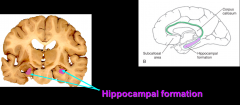 structure-
located in medial temporal lobe on each side

function-
consolidation of memory