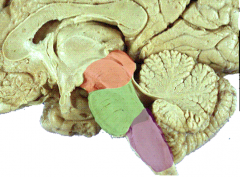 1. midbrain
(f) eye movement control, CN 3 & 4
(l) rostral most part of brainstem (RED)

2. pons
(f) communication btwn cerebrum & cerebellum, CN 5, 6, 7, & 8
(l) middle portion of brainstem (GREEN)

3. medulla
(f) conscious reticular for...