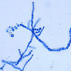 Identify
A.Microsporum Canis
B.Microsporum audouinii
C.Trichophyton verrucosum
D.Malassezia
