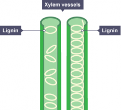 Tubes made from dead xylem cells which have cell walls removed at one end.
Walls lignified (strengthened with lignin) to withstand pressure changes of water.
 