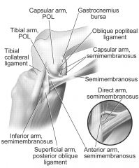 The primary function of the posterior oblique ligament is to resist internal tibial rotation with the knee in full extension.  The posterior oblique ligament is a structure within the posteromedial corner of the knee, with attachments proximally t...