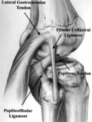 lateral (or fibular) collateral ligament (LCL) had an average femoral attachment 1.4mm proximal and 3.1mm posterior to the lateral epicondyle. The popliteus has a broad-based femoral attachment at the most proximal and anterior fifth of the poplit...